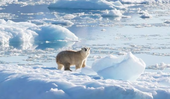 북극곰이 굶는 기간
