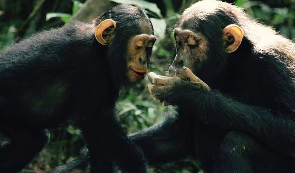 박쥐 똥 먹는 침팬지